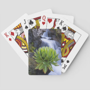 Baraja De Cartas Giant Groundsel Or Dendrosenecio 2