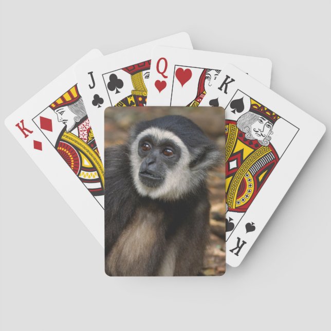 Baraja De Cartas Gibbon Blanco-Dado (lar) del Hylobates, Monkeyland (Reverso)