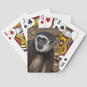 Baraja De Cartas Gibón de manos blancas (Hylobates Lar), Monkeyland