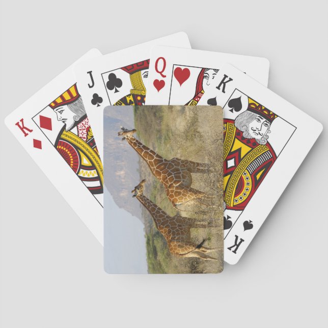 Baraja De Cartas Giraffe somalí, jirafa reticulada, giraffa (Reverso)