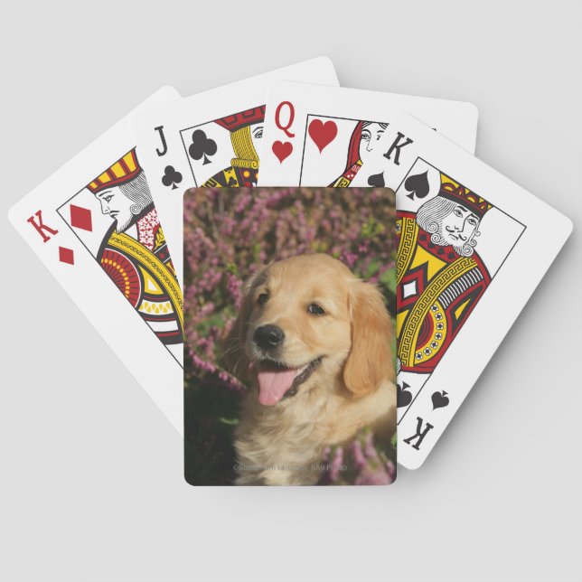 Baraja De Cartas Golden Retreiver Puppy (Reverso)