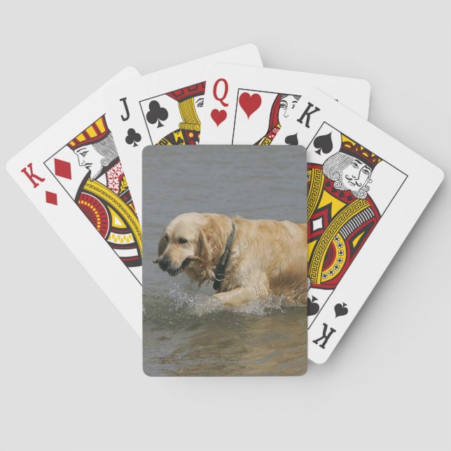 Baraja De Cartas Golden retriever en agua (Reverso)