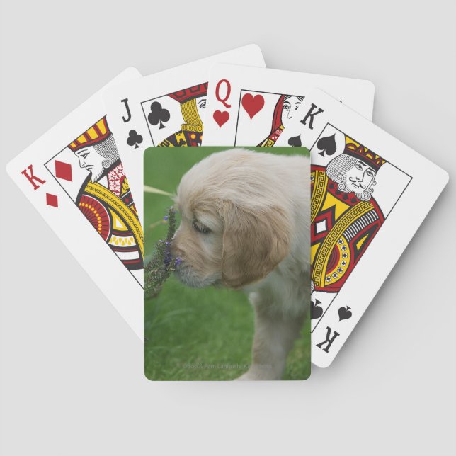 Baraja De Cartas Golden Retriever Puppy (Reverso)