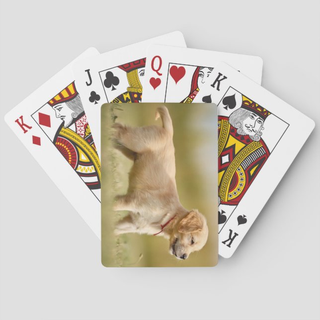 Baraja De Cartas Golden Retriever Puppy (Reverso)