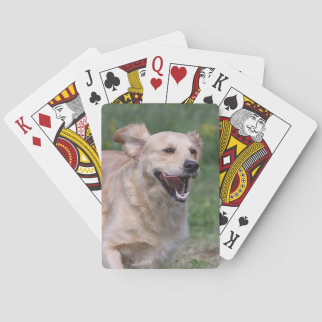 Baraja De Cartas Golden retriever que corre 1 (Reverso)