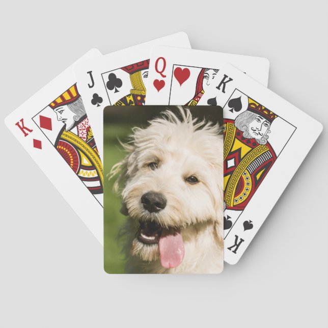 Baraja De Cartas Goldendoodle (Reverso)