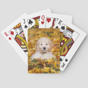 Baraja De Cartas Goldendoodle Cachorro En Hojas Caídas