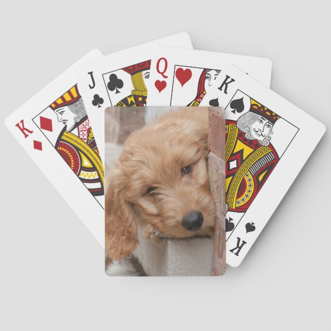 Baraja De Cartas Goldendoodle cachorro picado (Reverso)