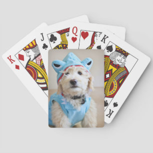 Baraja De Cartas Goldendoodle con traje de tiburón