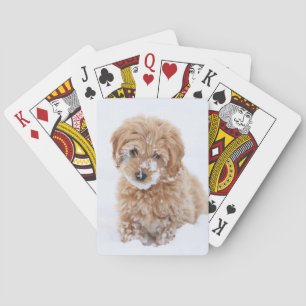 Baraja De Cartas Goldendoodle Puppy Con Nieve En La Cara