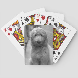 Baraja De Cartas Goldendoodle Puppy En El Patio Trasero