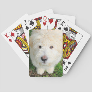 Baraja De Cartas Goldendoodle Puppy Mirando Cámara