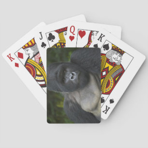 Baraja De Cartas Gorila de montaña y Silverback 5