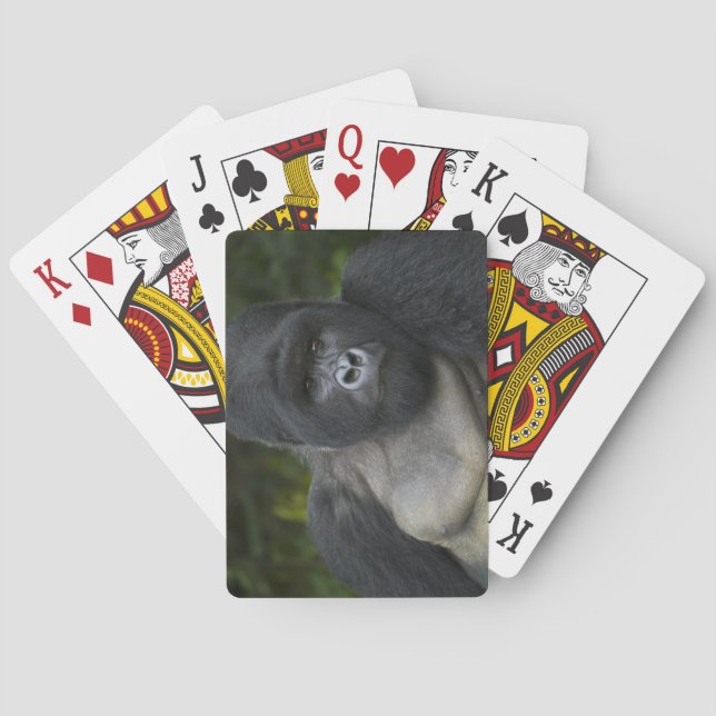 Baraja De Cartas Gorila de montaña y Silverback 5 (Reverso)