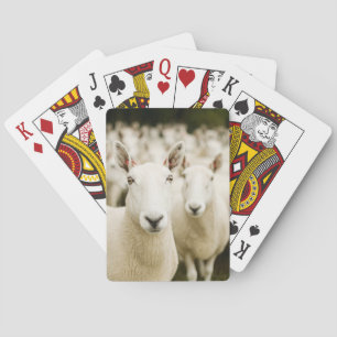 Baraja De Cartas Granjas Manada de ovejas