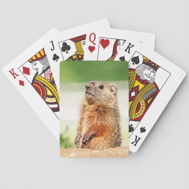 Baraja De Cartas Groundhog joven (Reverso)