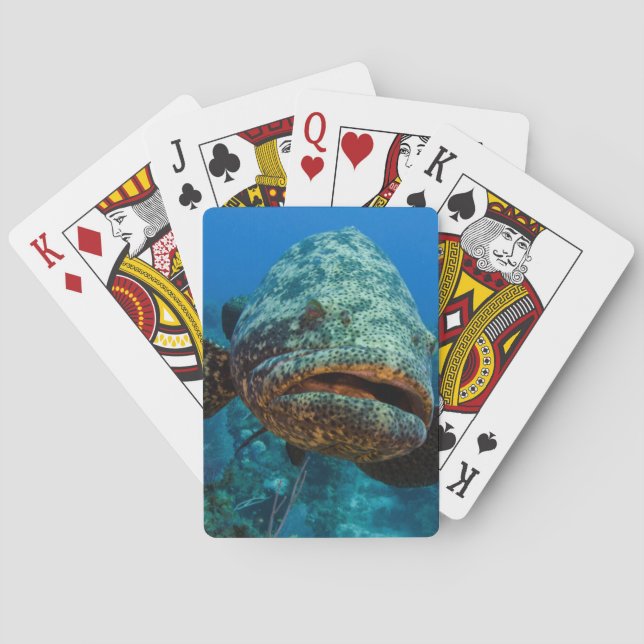 Baraja De Cartas Grouper Goliath del Atlántico (Reverso)