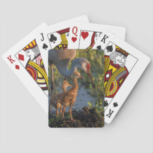 Baraja De Cartas Grulla canadiense con crías, Florida