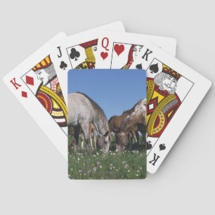 Baraja De Cartas Grupo de caballos del Appaloosa que pastan