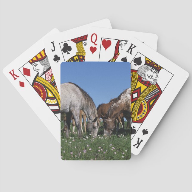 Baraja De Cartas Grupo de caballos del Appaloosa que pastan (Reverso)