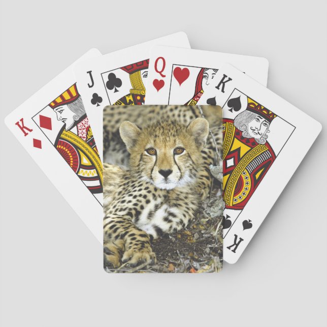 Baraja De Cartas Guepardo Cub 2 (Reverso)