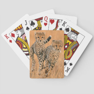 Baraja De Cartas Guepardos jóvenes (Acinonyx Jubatus) corriendo