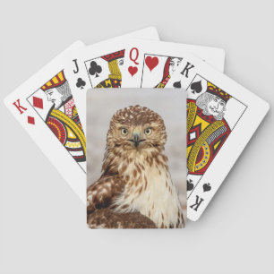 Baraja De Cartas Halcón rojo inmaduro en el suelo