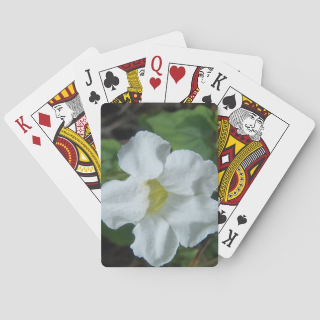 Baraja De Cartas Hallan flor tropical blanca en Fiyi (Reverso)