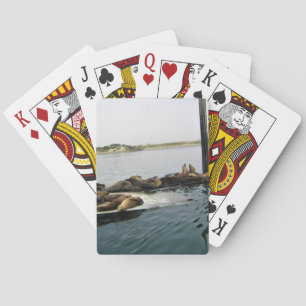 Baraja De Cartas Harbour Seals, Morro Bay, California