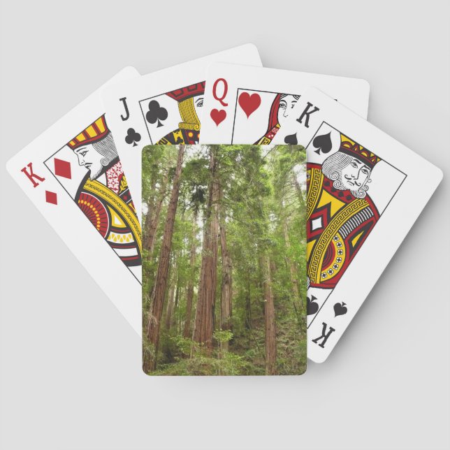 Baraja De Cartas Hasta secuoyas en el Monumento Nacional Muir Woods (Reverso)