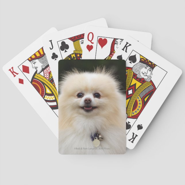 Baraja De Cartas Headshot 1 de Pomeranian (Reverso)