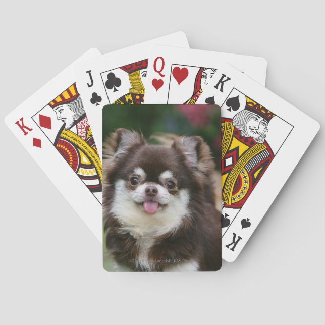 Baraja De Cartas Headshot de pelo largo 1 de la chihuahua (Reverso)