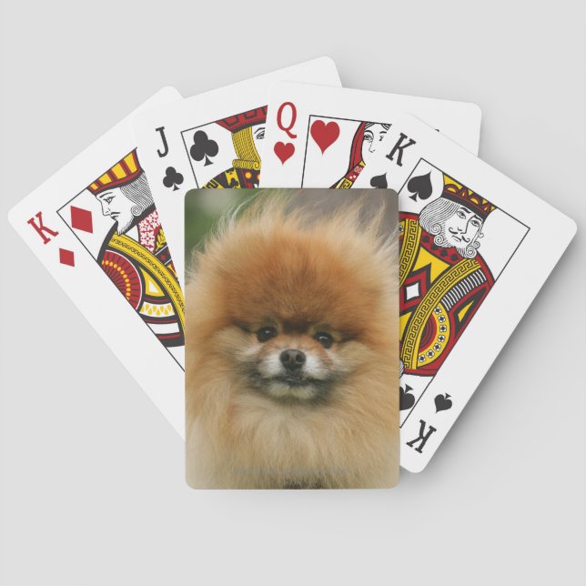 Baraja De Cartas Headshot de Pomeranian que mira la cámara (Reverso)