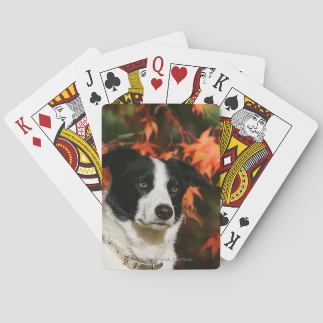 Baraja De Cartas Headshot del otoño del border collie (Reverso)