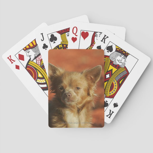 Baraja De Cartas Headshot del perrito de la chihuahua (Reverso)