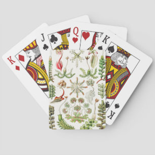 Baraja De Cartas Hepaticae Lebermoose por Ernst Haeckel