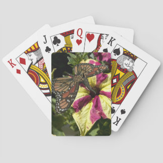 Baraja De Cartas Hermosa mariposa elefante