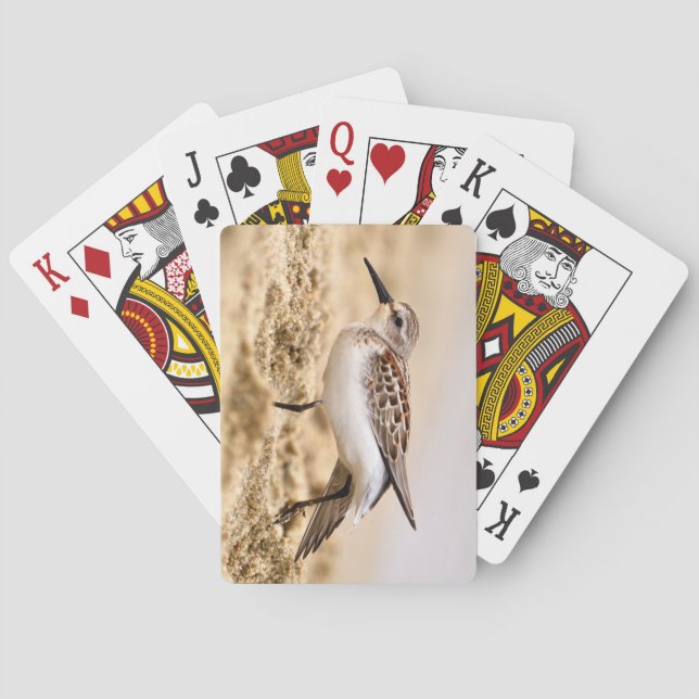 Baraja De Cartas Hermosa pájaro Sandpiper en la arena (Reverso)
