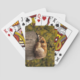 Baraja De Cartas Hermosa zorra durmiendo en un árbol