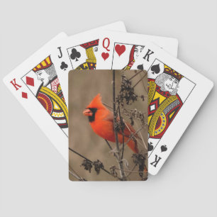Baraja De Cartas Hermoso cardenal norte personal