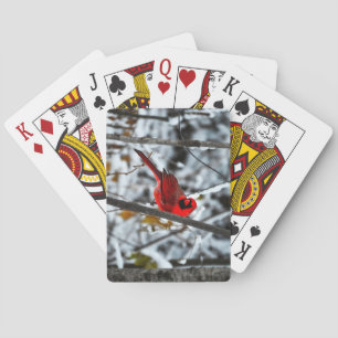 Baraja De Cartas Hermoso cardenal rojo brillante en la nieve