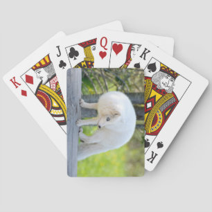 Baraja De Cartas Hermoso Fox Ártico