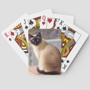 Baraja De Cartas Hermoso gato siamés con ojos azules