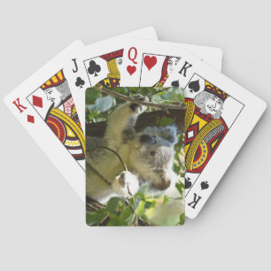 Baraja De Cartas Hermoso oso Koala en los árboles