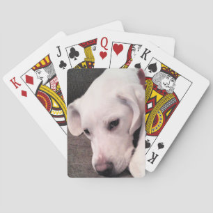 Baraja De Cartas Hermoso perro mestizo labrador retriever blanco pe