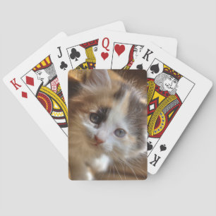 Baraja De Cartas Heterochromia Calico Kitten
