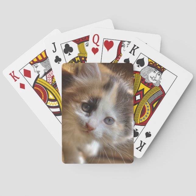 Baraja De Cartas Heterochromia Calico Kitten (Reverso)