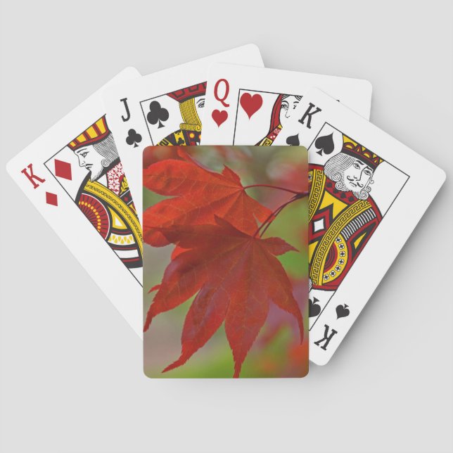 Baraja De Cartas Hojas de árbol rojo (Reverso)