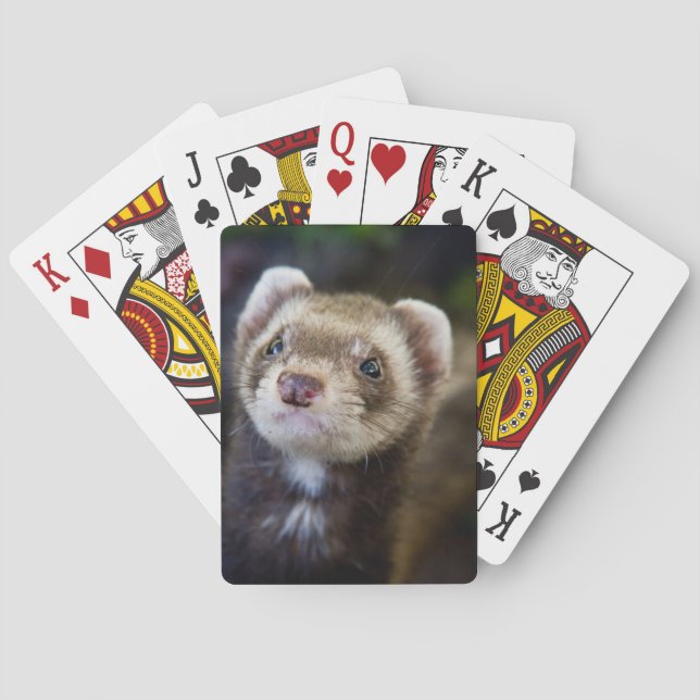 Baraja De Cartas Hurón (Reverso)