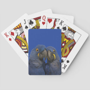 Baraja De Cartas Hyacinin Macaw Parrot Bird Rare Blue